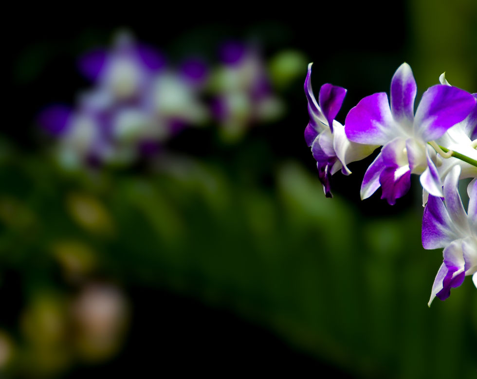 fleur cambodge_edited.jpg