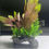 Thumbnail: Plant Bridge Aquarium Decor