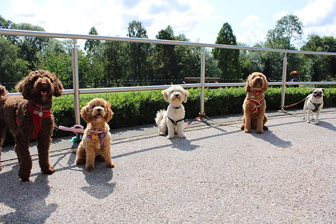 69344615_2336955889905313_64433814057150