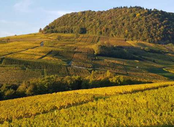 vignoble-de- l-Etoile.jpg