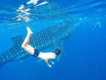 Diving-with-Whale-Sharks.jpg