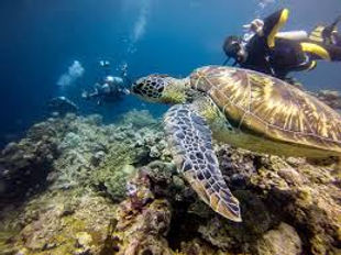 diving with turtles.jpg