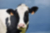 cow-4269568_1920 (1).jpg