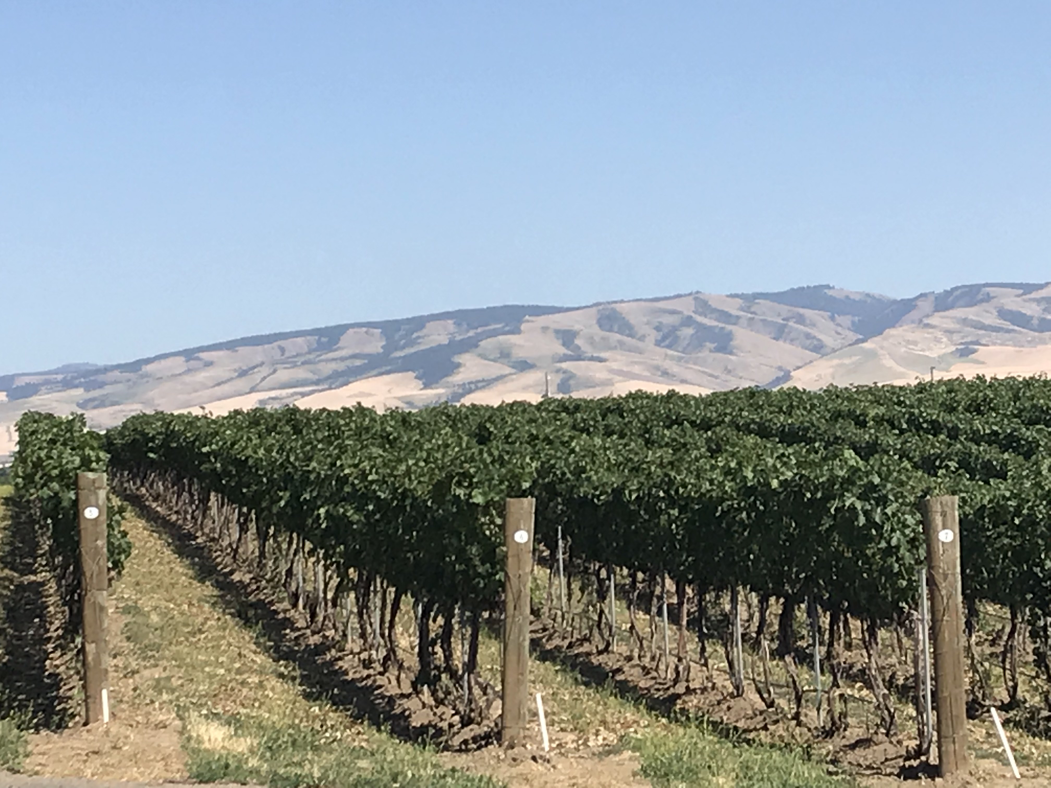 Walla Walla, Washington Wine Country