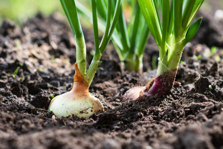 🌱 Starting a Garden: A Simple Guide for Beginners