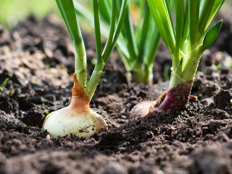 🌱 Starting a Garden: A Simple Guide for Beginners