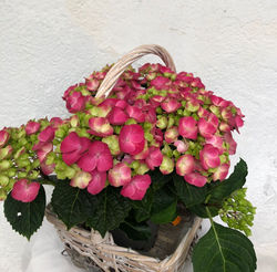 Planta 11