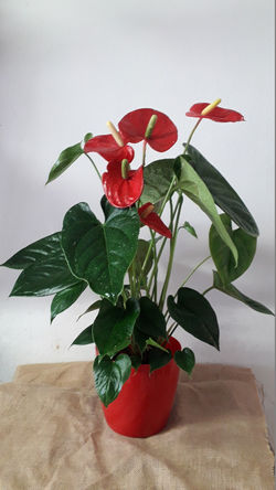 Planta 8