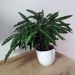 Planta 2