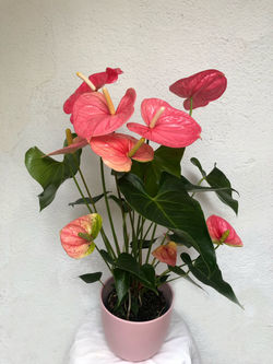 Planta 9