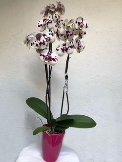 Orquidea 1