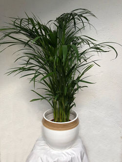 Planta 1