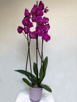 Orquidea 2