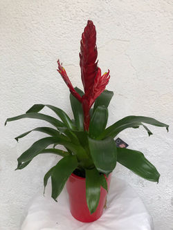 Planta 6