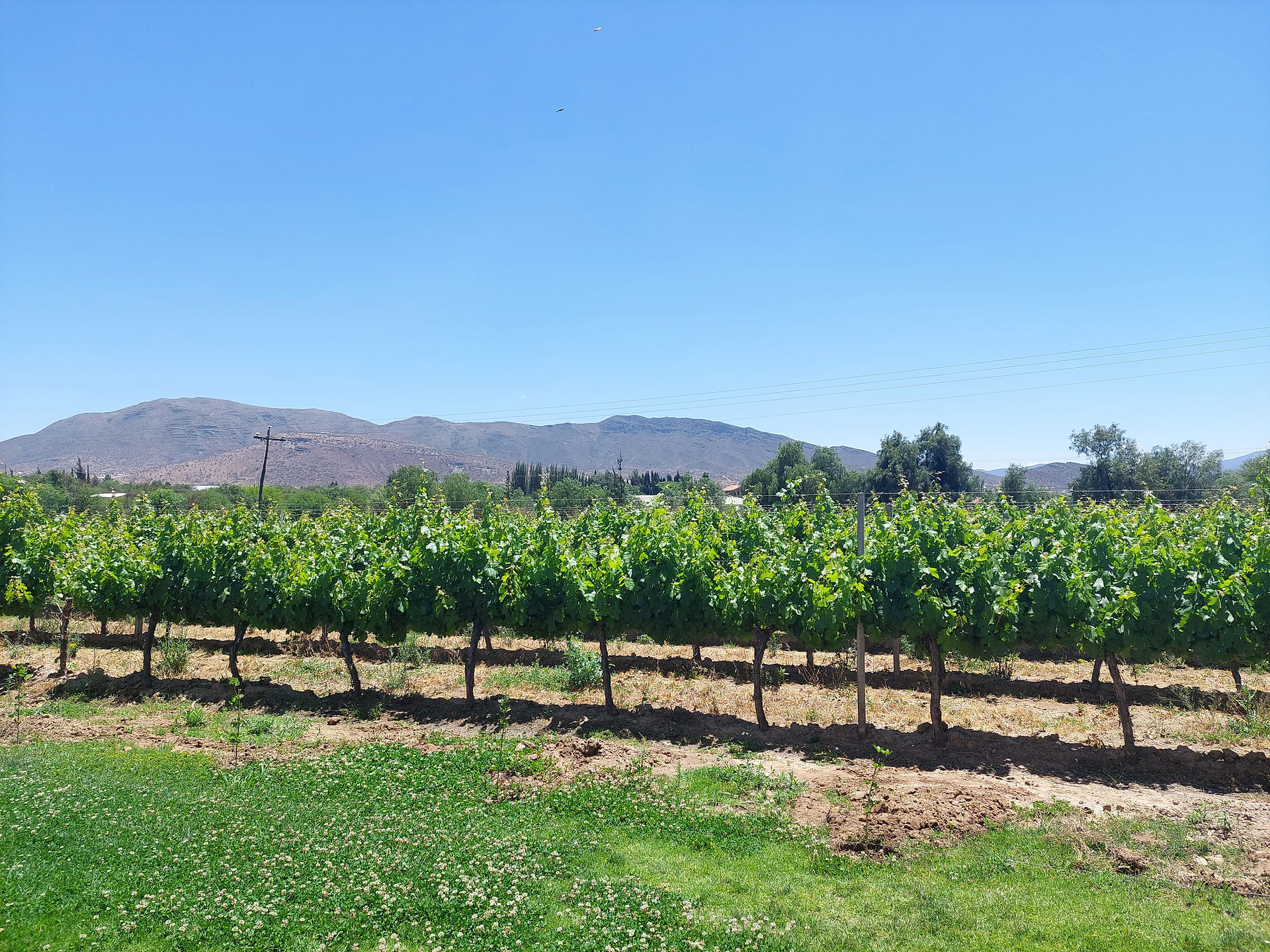 Vines at Campos de Solana, Tarija, Bolivia