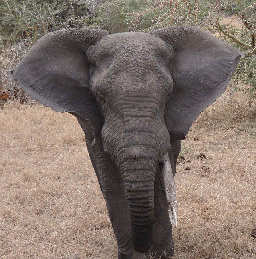 Lone bull elephant in Ngorongoro cCater