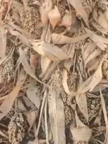 राज्यात उष्णतेच्या लाटेसह अवकाळी पावसाचा देखील अंदाज