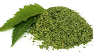 Azadirachta Indica (Neem): The Green Guardian of Health, Beauty, and Earth