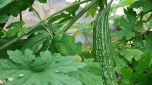 Momordica Charantia: The Bitter Fruit with Powerful Benefits