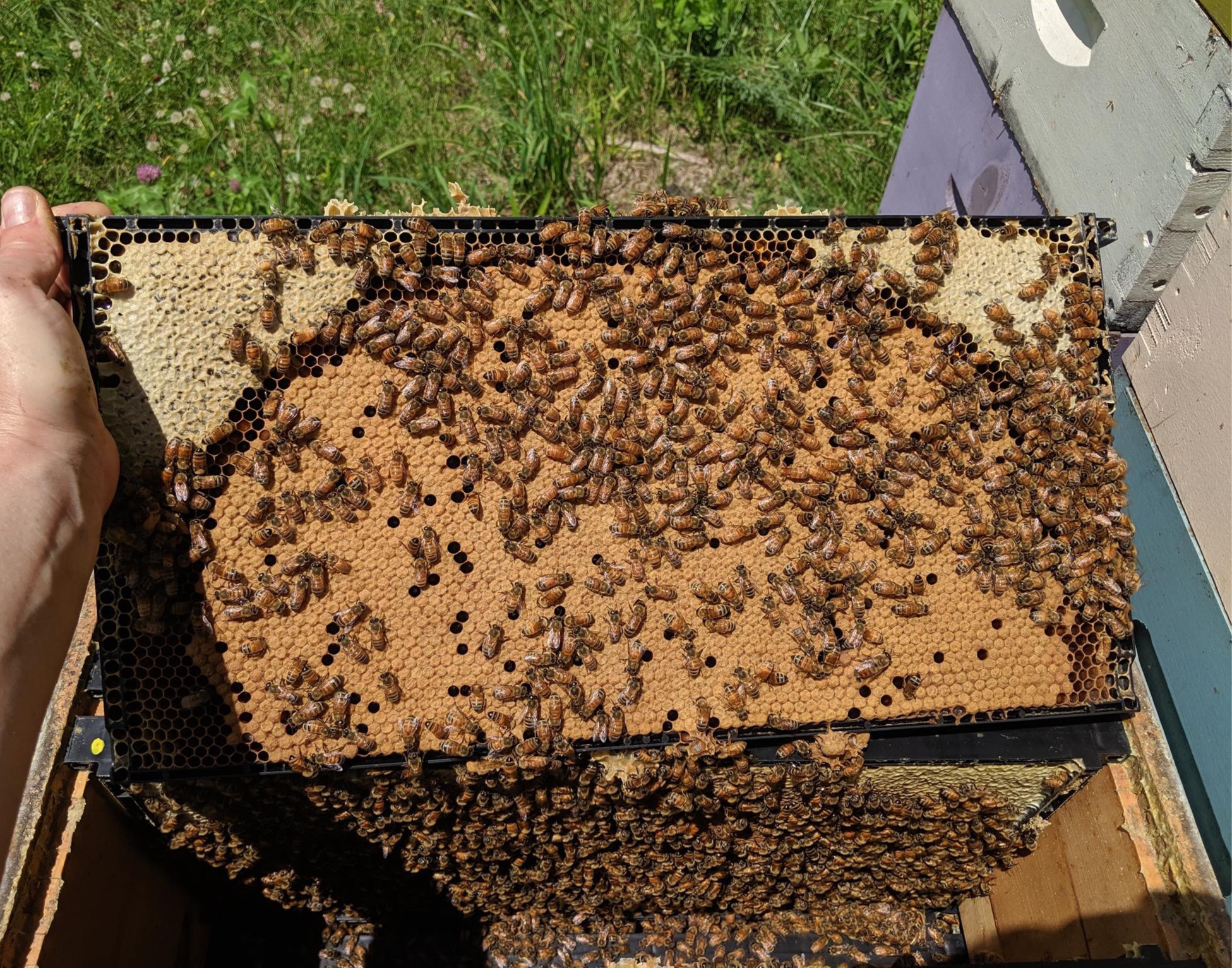 Spring 2026 - 5 Frame Nuc Deposit