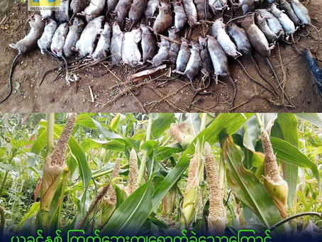 ကြွက်ဘေးကြောင့် စပါးအနည်းငယ်သာ ရိတ်သိမ်းနိုင်ပြီး ဆွမ်ပရာဘွမ်မြို့နယ်တွင်းရှိ ပြည်သူများ စားဝတ်နေရေး ခက်ခဲနေ
