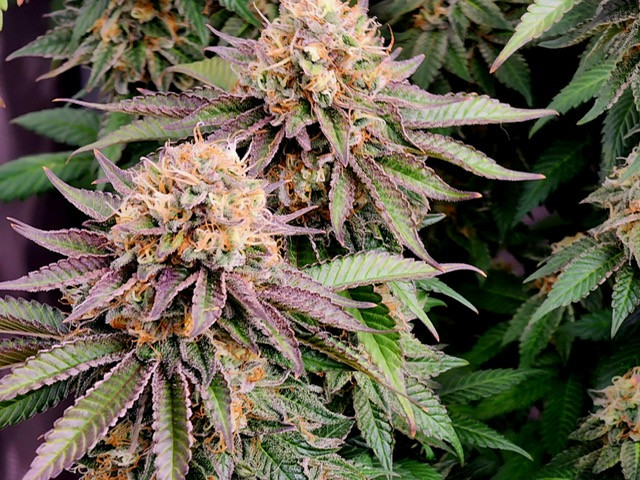 Thumbnail: Frosted Grape Soda - Feminized/Photoperiod
