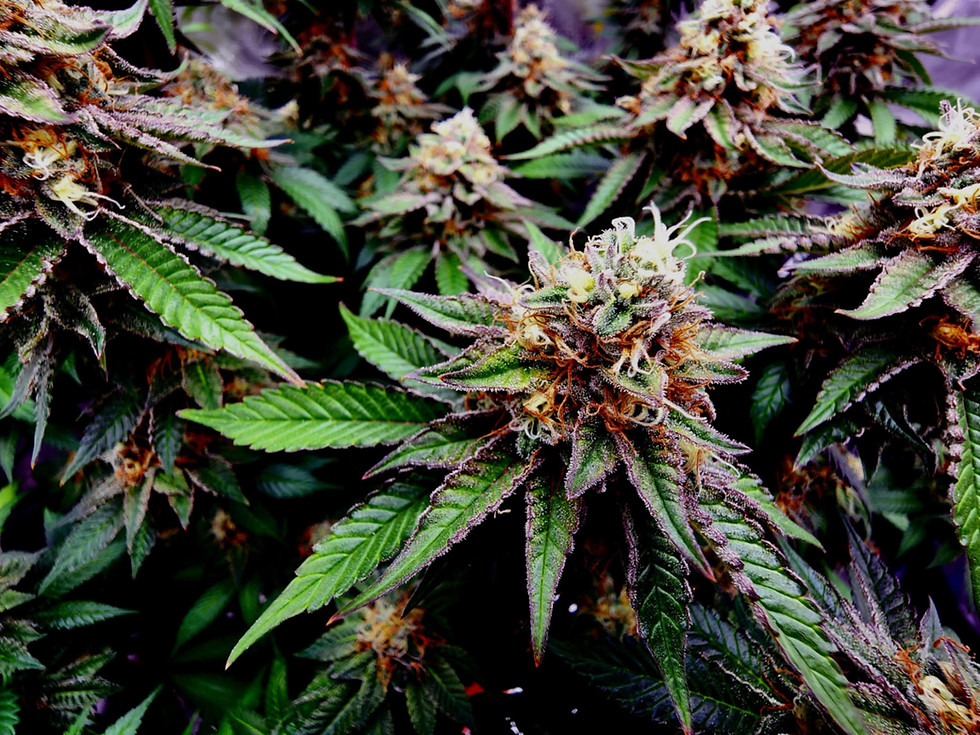 Thumbnail: Frosted Grape Soda - Feminized/Photoperiod