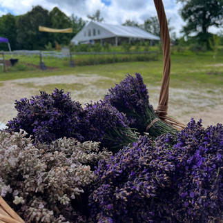 A basket of fresh lavender