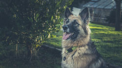 Lola