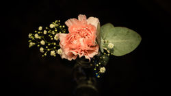 Flowers in the dark