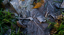 Autumn