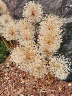 Dry flowers