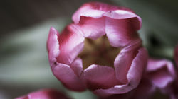 tulip