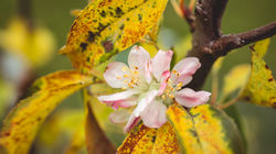 Cherry flowers