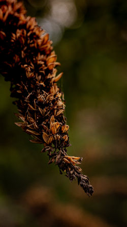 old flowers