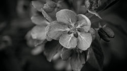 Black and white