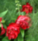 Wonderful peonies!