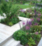Purple planting scheme