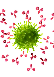 Antibody production to thyroid tissue gluten
