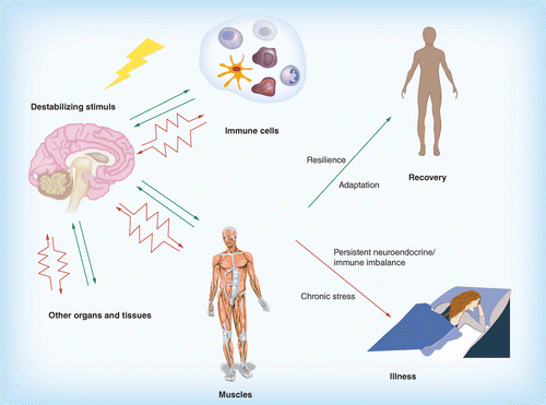 The effects of psychological stress on brain periphery networks.