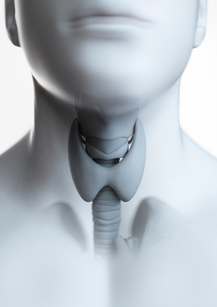 Thyroid Antibodies and Gluten in Molecular Mimicry