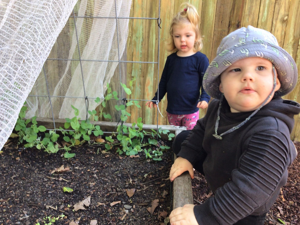 Sugar Gliders and their Edible Garden