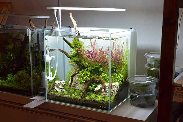 オーダー水草レイアウト水槽制作中