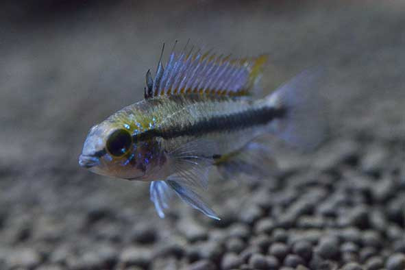 熱帯魚いろいろ入荷してます‼