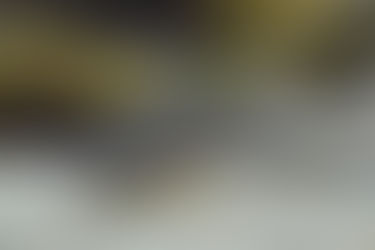 熱帯魚新入荷の続き。