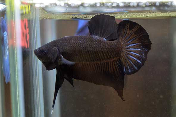 ベタ入荷してます‼