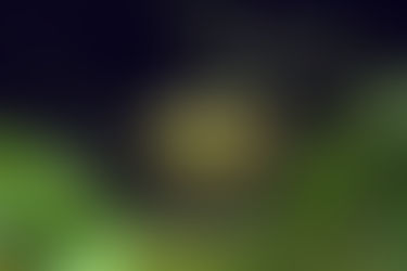 アベニーパファー、エンゼルフィッシュ入荷‼