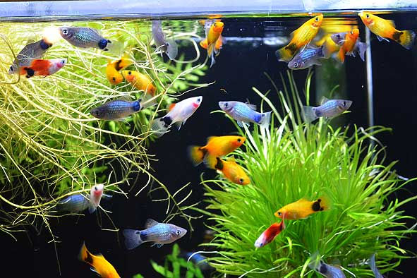 プラティ ネオン ラミーノーズいろいろ入荷してます