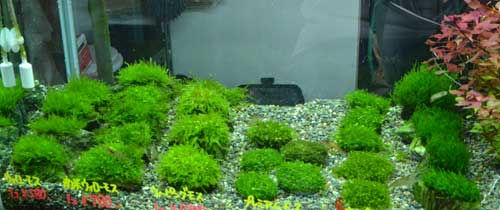 いろんなモス入荷