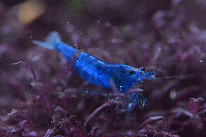 熱帯魚新入荷 続き